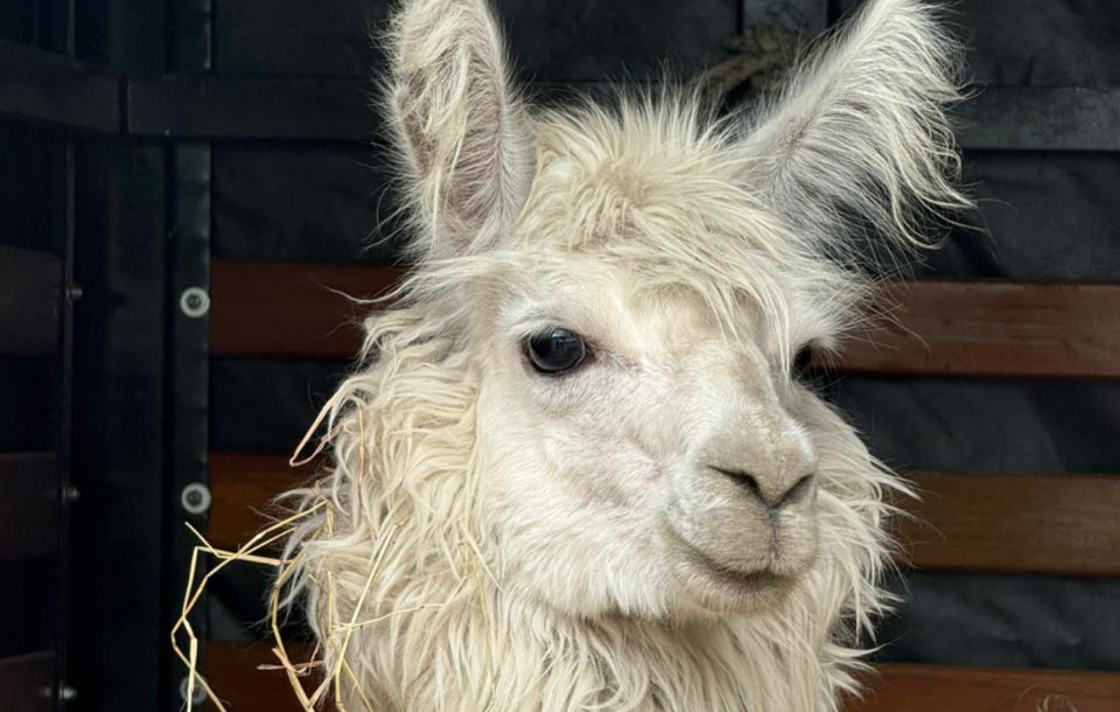 foto de una llama siendo subida a un camion